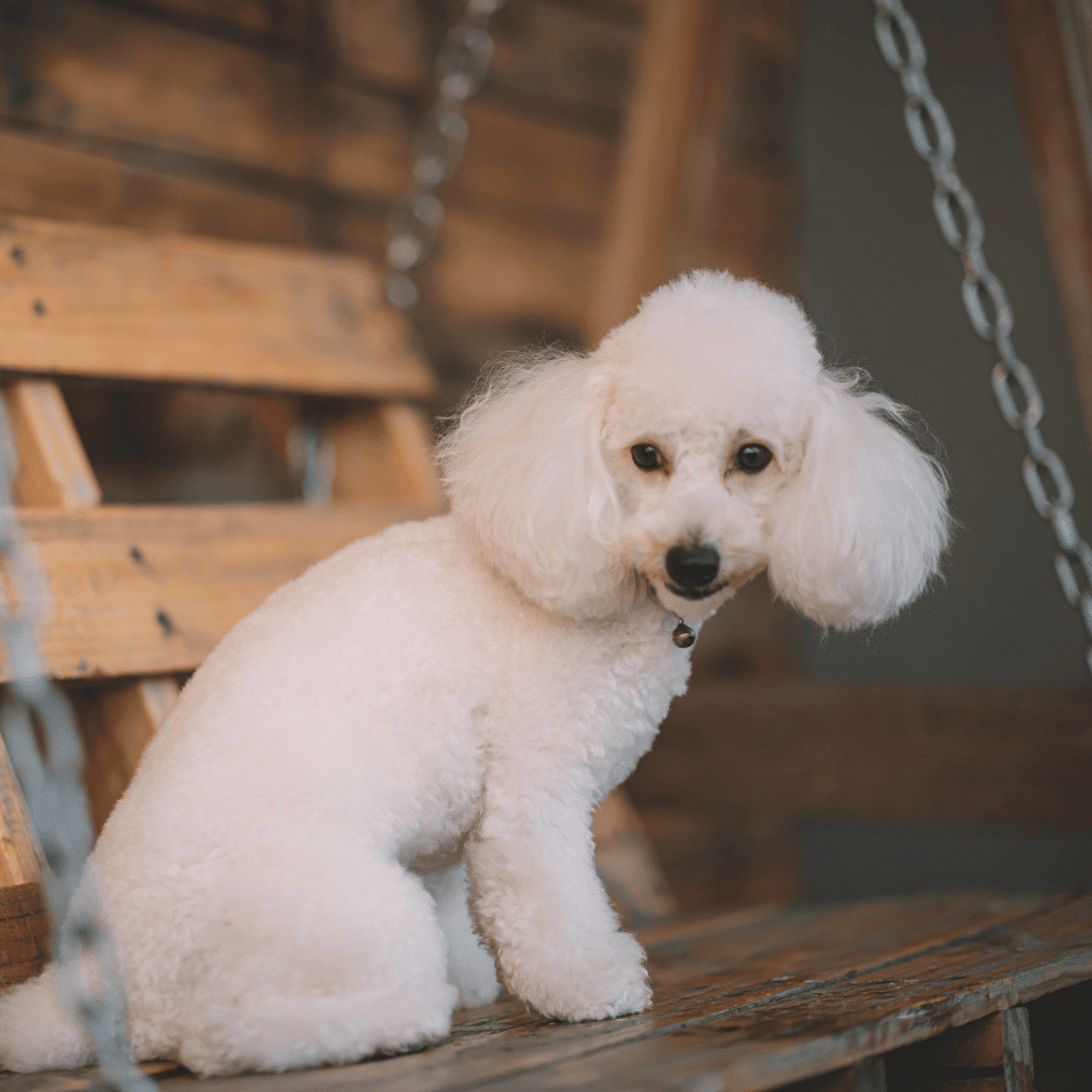 cachorros-poodle-chilee-santiago-talaagaante-envios-slide (10)
