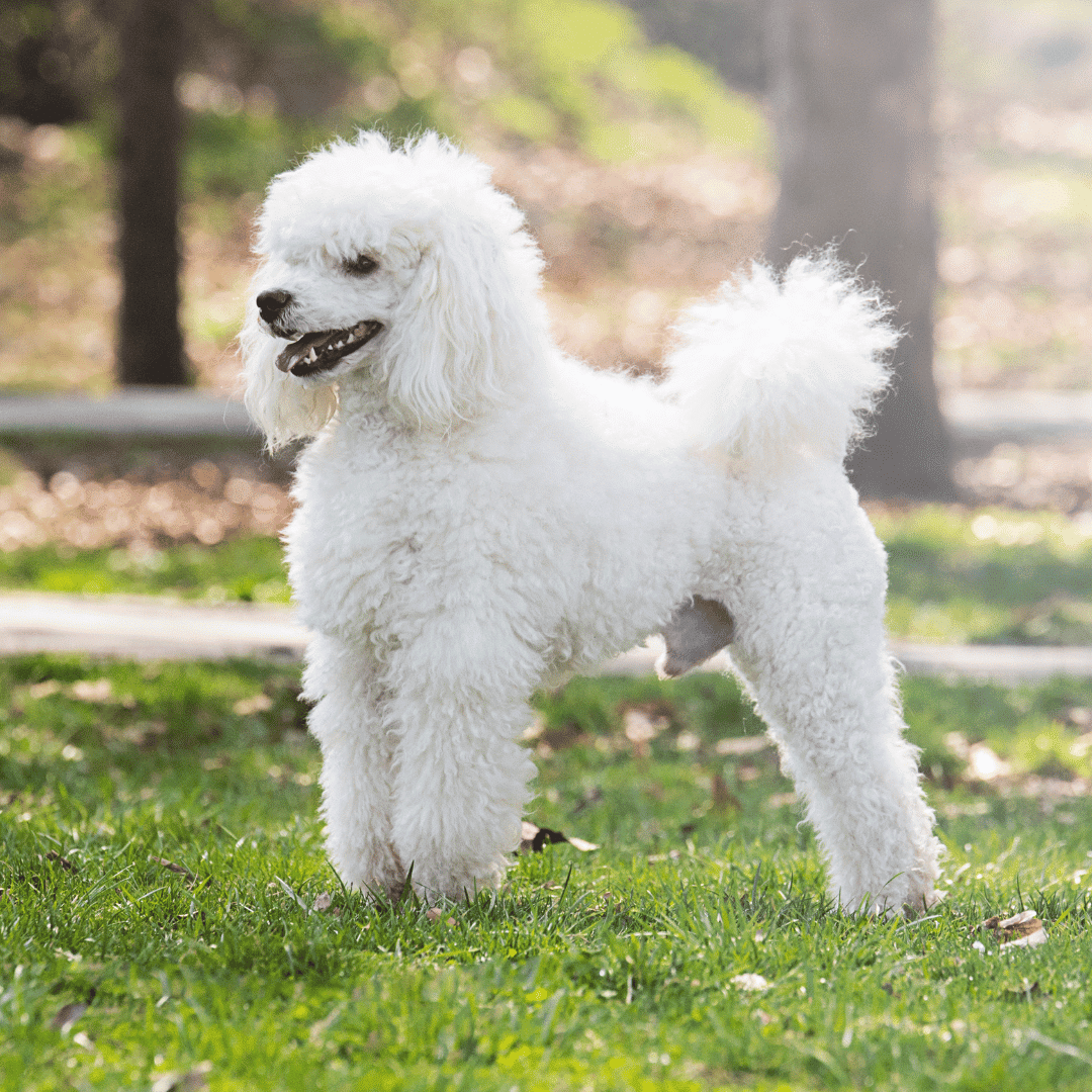 cachorros-poodle-chilee-santiago-talaagaante-envios-slide (8)