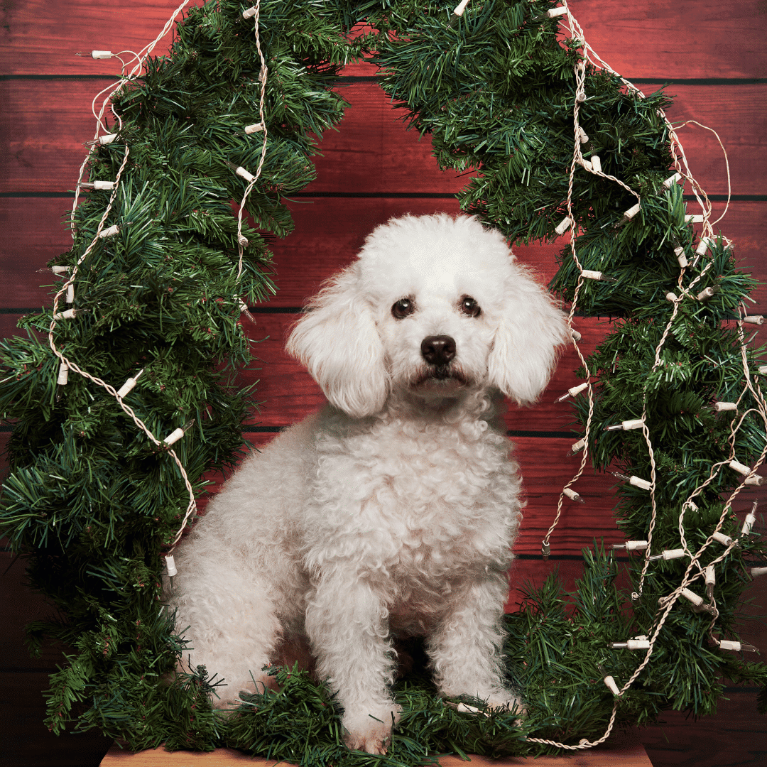 cachorros-poodle-chilee-santiago-talaagaante-envios-slide (9)