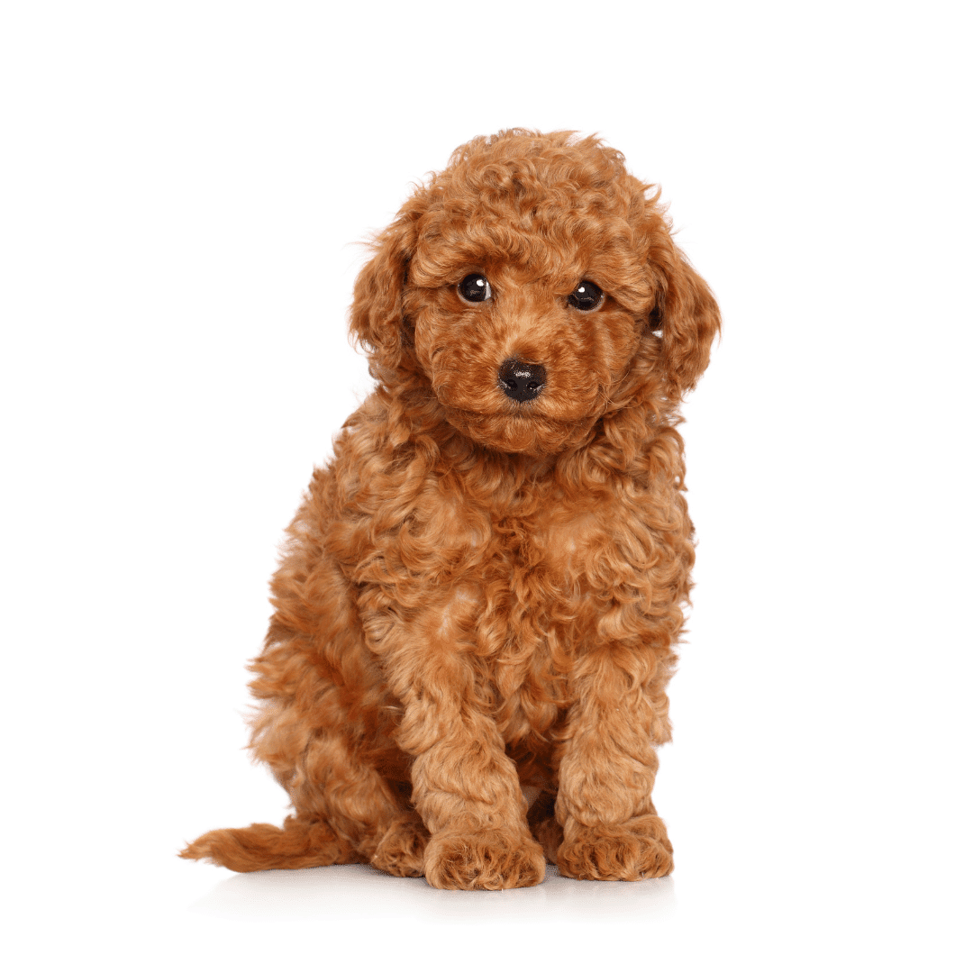 Poodle Toy Macho Apricot