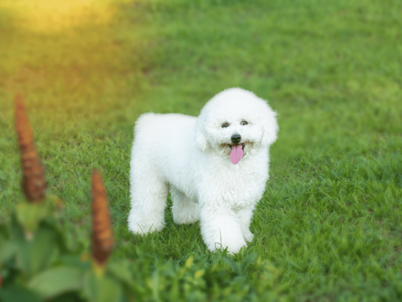 Banner-cachorros-poodle-chile-santiago-chile-envios (11)