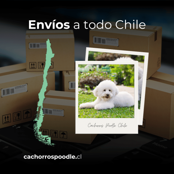 Envíos a todo chile cachorros poodle Envíos a todo chile cachorros poodle