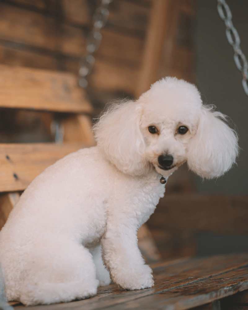 cachorros-poodle-chilee-santiago-talaagaante-envios-slide (10)