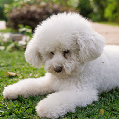 cachorros-poodle-chilee-santiago-talaagaante-envios-slide (2)