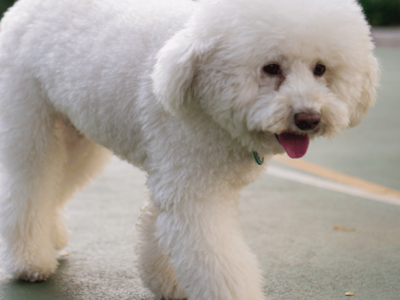 cachorros-poodle-chilee-santiago-talaagaante-envios-slide (3)