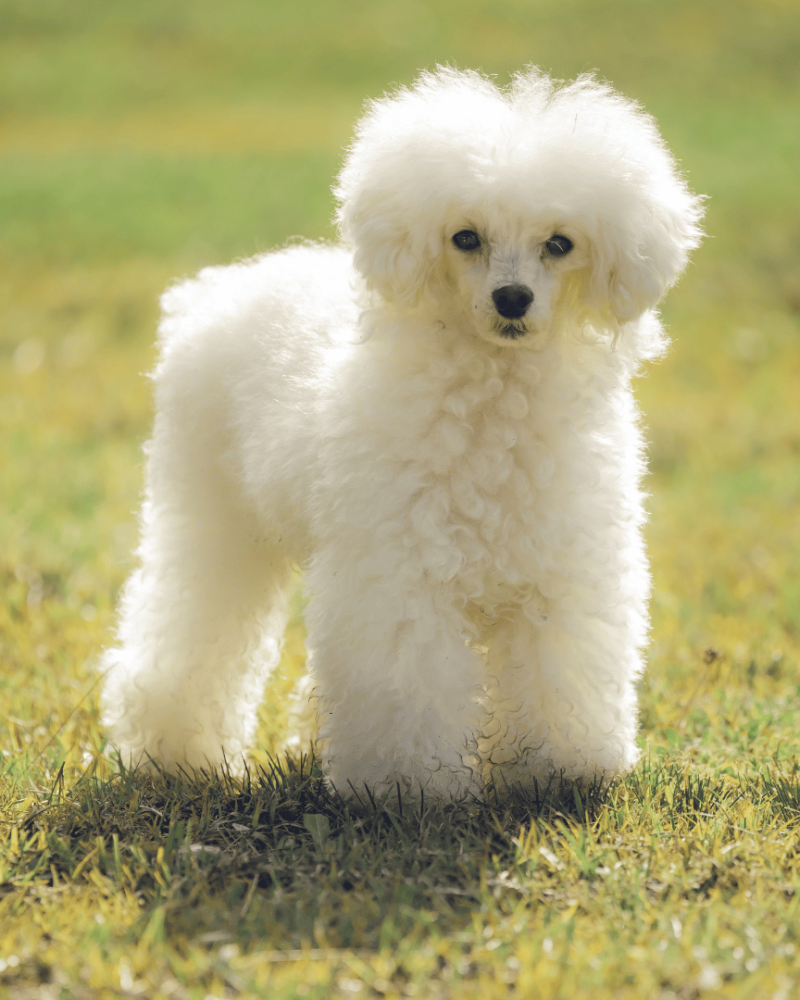 cachorros-poodle-chilee-santiago-talaagaante-envios-slide (5)