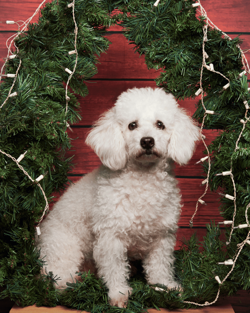cachorros-poodle-chilee-santiago-talaagaante-envios-slide (9)